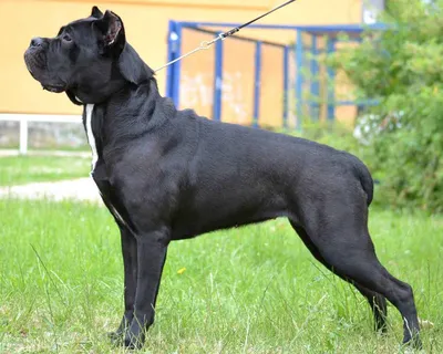 Кане-корсо – порода собак