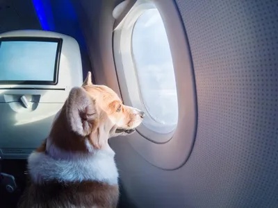 Правила перевозки собак в самолёте. Как измерить рост собаки
