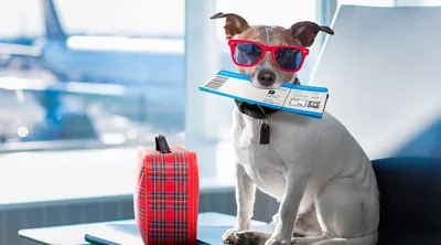Как перевозить собаку или кошку в самолете – нюансы и правила