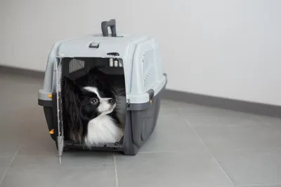 Дышащая удобная сумка для перевозки собак для парализованных домашних  животных, щенков-инвалидов XS-XXL – лучшие товары в онлайн-магазине Джум Гик