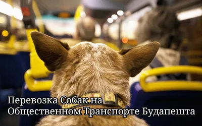Можно ли в поезде с маленькой собакой: как перевезти, правила перевозки,  провоза, как провести