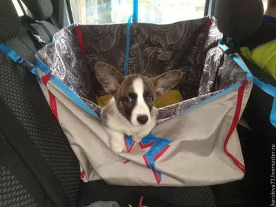 Перевозка собак в машине