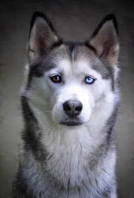 О породах собак. Северные ездовые собаки, часть 1. Сибирский хаски,  аляскинский хаски. | Пикабу