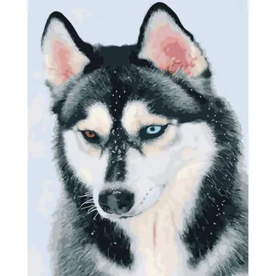 Фигурка животного Derri Animals Собака Сибирский Хаски, для детей,  коллекционная декоративная, 86408, 17х12,8х6 - купить с доставкой по  выгодным ценам в интернет-магазине OZON (222834855)