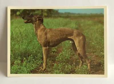 Английский хорт/greyhound/. Собака. Изд Чехословакия 1984 … | Flickr