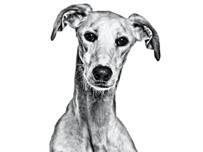 Російський хорт: інформація про породу собак | Purina