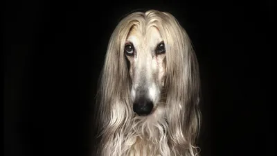 Hort Greyhound — стоковые фотографии и другие картинки Бегать - Бегать,  Белый фон, Собака - iStock