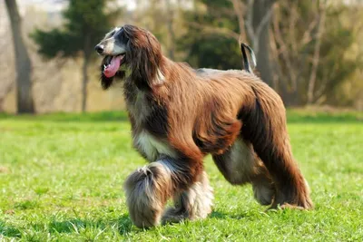 Учёные определили самую глупую породу собак — Ferra.ru