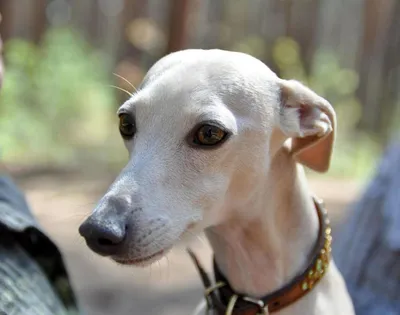 Аравийское Portrain Sloughi собаки борзой Стоковое Изображение -  изображение насчитывающей млекопитающее, собака: 111553389
