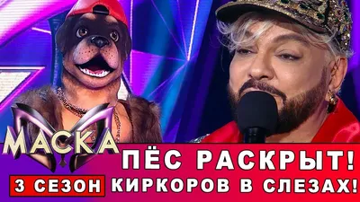 Звёздные собаки: любовь или пиар? — Сетевое издание Вестник - Новости  Сургутского района и Югры