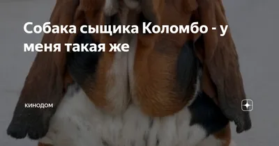 Эмили Ратаковски и её пес Коломбо. Кстати, она убирает за ним💩 — и  правильно делает. Будьте как Эмили. | Instagram