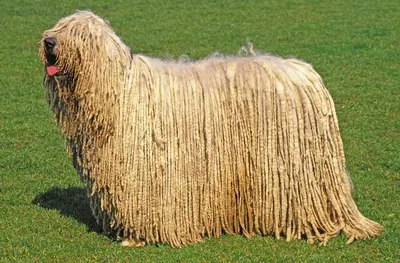 Комондор венгерская овчарка | Пикабу