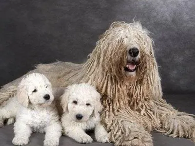 Венгерская овчарка (Комондор) / Komondor (Hungarian Komondor, Hungarian  Sheepdog) - PetsPoint.ru