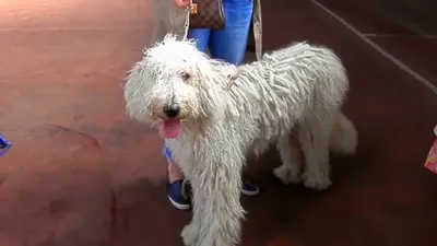 Белый командор-собака с длинными …» — создано в Шедевруме