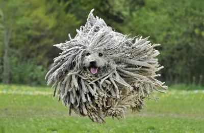 Собака-швабра: самая забавная порода | В мире необычных существ | Дзен