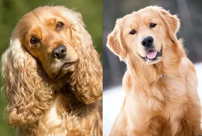 Какие породы собак не поддаются дрессировке | Ветеринария и жизнь