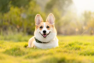 Собака Корги Милый - Бесплатное фото на Pixabay - Pixabay