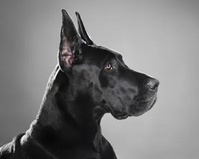 Немецкий дог (Great Dane) - это добродушная и открытая к человеку порода  собак. Фото, описание и отзывы владельцев.