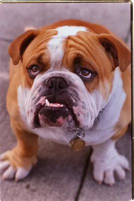 Порода собак королевский дог - 66 фото