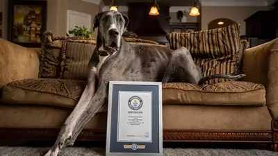Немецкий Дог: Самая большая собака в мире! | Книга животных | Дзен