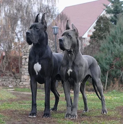 6835 Собака немецкий дог, чёрно-белый, 123 см большая игрушка - купить в  Москве