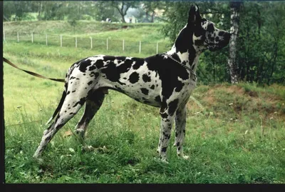 Собака немецкий дог тигровый» — создано в Шедевруме