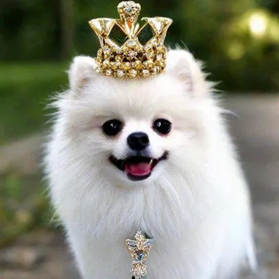 Корги, шпиц и кинг-чарльз-спаниель: каких собак предпочитали британские  монархи - ZIMA Magazine
