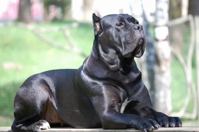 Кане-корсо собака: фото, характер, описание породы