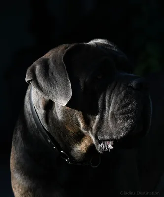 Собака породы Кане-корсо» — создано в Шедевруме