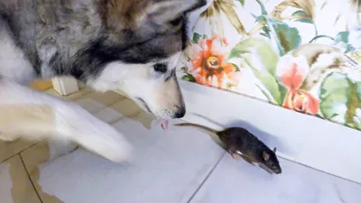 Демоническая собака с мордой крысы…» — создано в Шедевруме