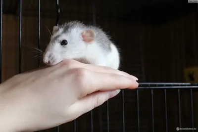 Маленькая белая крыса сидит на чё…» — создано в Шедевруме