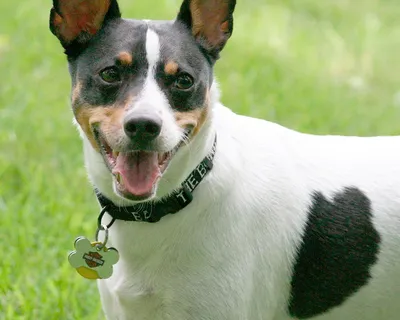 Рэт терьер (Rat Terrier) - это общительная, активная и веселая порода собак.  Описание, фото и отзывы.