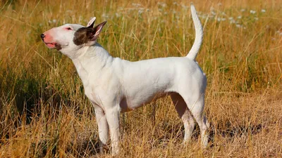 Андалузский трактирный крысолов: характеристики породы собаки, фото,  характер, правила ухода и содержания