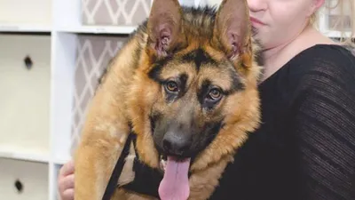 Квазимодо, самая уродливая собака на свете » BigPicture.ru