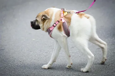 Неземная не красота: в Калифорнии прошел конкурс на звание самой уродливой  собаки - Tchk.lv