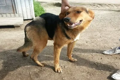 Самая уродливая собака в мире 2014 - ТАСС