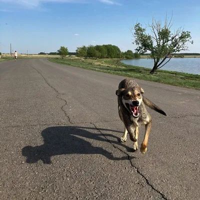 Самой уродливой собакой в США признали пса Квази Модо – Живой уголок он-лайн
