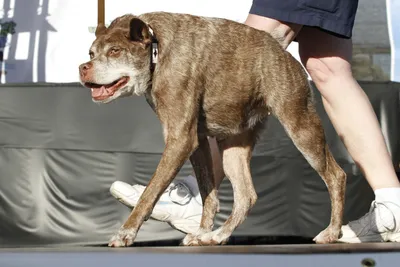 Квазимодо - собака, с крайне коротким позвоночником