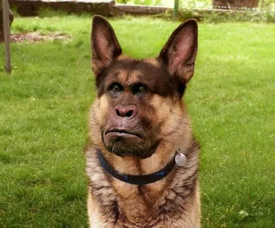 Из чудовища — в красавицу: невероятное преображение собаки, победившей рак  - KP.RU