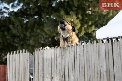 Квазимодо - самая уродливая собака на свете - Лев Худой — КОНТ