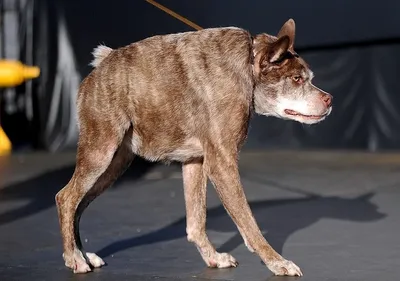 Самой уродливой собакой в США признали пса Квази Модо. ВИДЕО