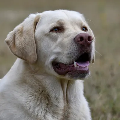 Лабрадор-ретривер: характер, внешность, 🐕 вес, уход, содержание, фото