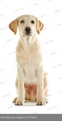 Фигура \"Собака Лабрадор\" – купить в интернет-магазине, цена, заказ online