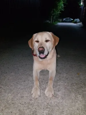 Пропала собака Лабрадор ретривер в Селевкино | Pet911.ru