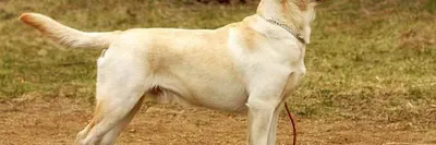 Лабрадор ретривер - «Лабрадор-самая лучшая собака в мире!» | отзывы