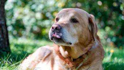 Породы собак лабрадор ретривер …» — создано в Шедевруме