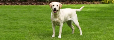 Лабрадор-ретривер - собака, которая умеет всё | Пушистый мир: канал о  разных породах кошек и собак | Дзен