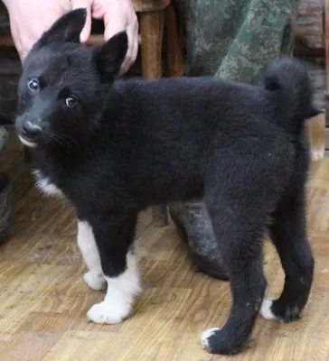 щенки Восточно Сибирской Лайки - Покупка/продажа собак - Собаки и охотничье  собаководство