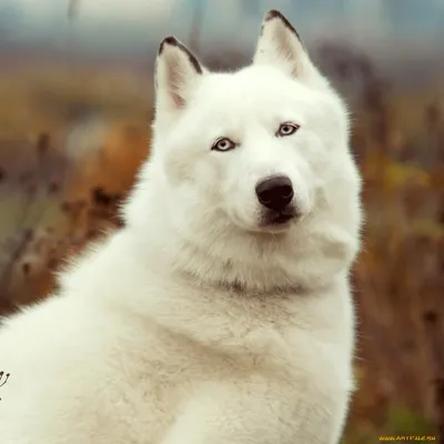 Щенок собаки, русская европейская …» — создано в Шедевруме