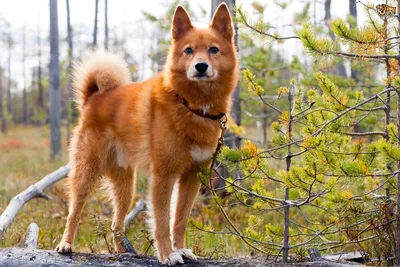 Собака лайка (аляскинский маламут). Stock Photo | Adobe Stock